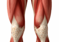 Sarcopenia - Revista Estilo - Revista de Moda